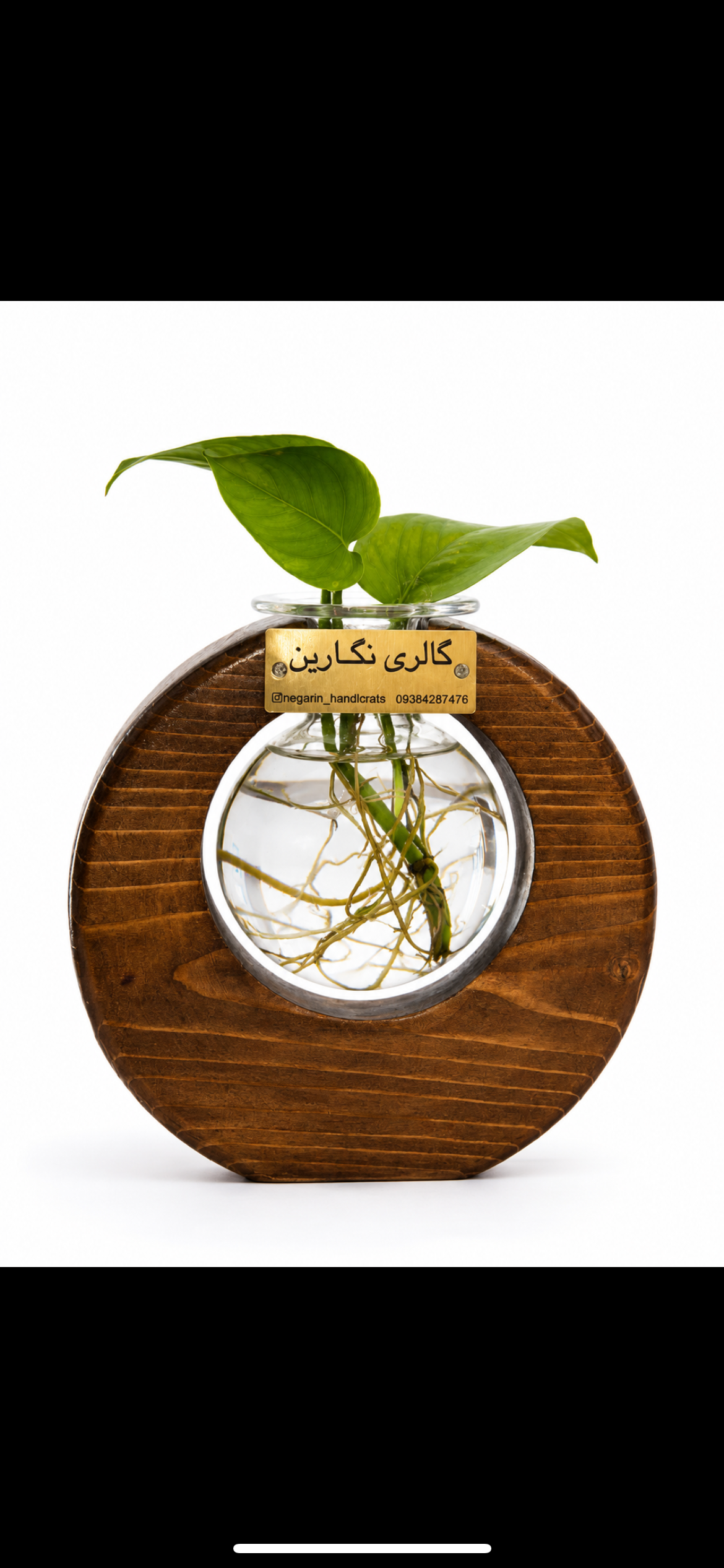 گلدان پتوس با قاب چوبی